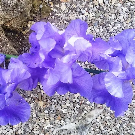 Il Cantastorie Alloggio per agriturismo *